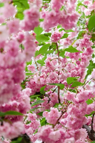 Fondo de flores de sakura rosa en flor en un árbol a la luz del sol. Primer plano, enfoque selectivo, desenfoque. Copiar espacio . — Foto de Stock