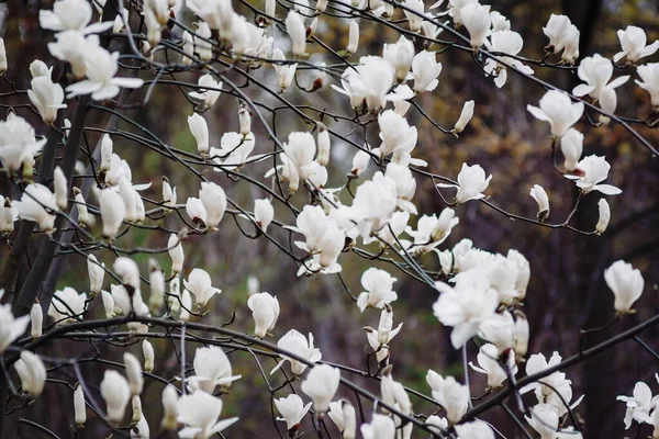 Tło białych pąków magnolii na drzewie. — Zdjęcie stockowe