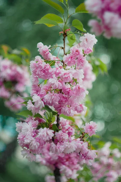 Fondo de flores de sakura rosa en flor en un árbol a la luz del sol. Primer plano, enfoque selectivo, desenfoque. Copiar espacio . — Foto de Stock