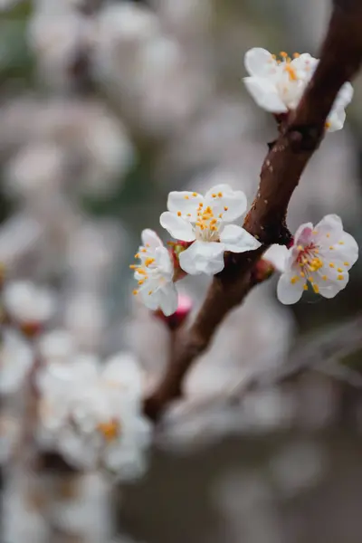 Flores Damasco Uma Árvore Luz Sol Close Foco Seletivo Borrão — Fotografia de Stock