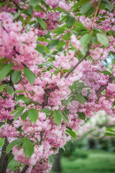 Fondo Flores Sakura Rosa Flor Árbol Luz Del Sol Primer — Foto de Stock