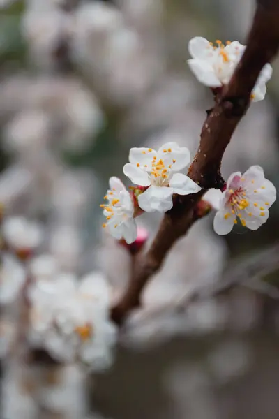 Flores de damasco em uma árvore, na luz do sol. Close-up. Foco seletivo. Borrão. Tonificação temperamental, tendência . — Fotografia de Stock