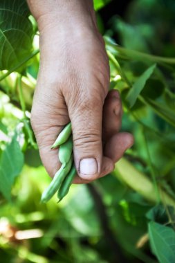 Bahçıvanlık ve tarım kavramı. Kadın çiftlik işçisi el, bahçedeki dalda taze taze taze organik bezelye topluyor. Vejetaryen ev yapımı gıda üretimi. Bezelye kabuğu toplayan kadın