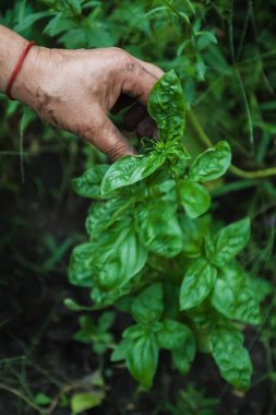 Kırpılmış dişi el sebze bahçesinde yeşil fesleğen topluyor. Ekolojik Doğal Gıda Konsepti