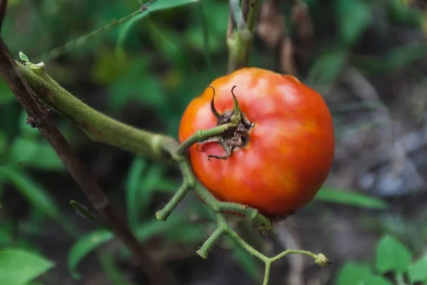 Tomat matang merah dan hijau berada di latar belakang dedaunan hijau, tergantung pada pokok tomat di kebun. — Stok Foto