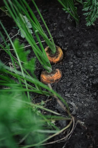 Cultivando zanahorias en el jardín. Concepto ecológico de alimentos naturales —  Fotos de Stock
