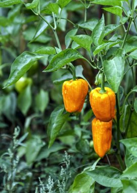 Sebze bahçesindeki sarı ve turuncu çan biberi bitkisi hasat etmeye hazır.