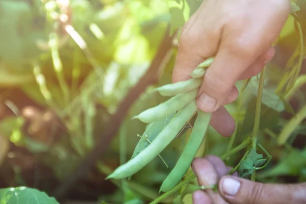 Gardening and agriculture concept. Female farm worker hand harvesting green fresh ripe organic peas on branch in garden. Vegan vegetarian home grown food production. Woman picking pea pods