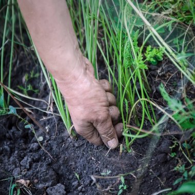 Kadın Elleri Yeraltı Bahçesi 'nden yabani otları çekiyor. Yabani otlar. Çırpınma Otu Kapat.