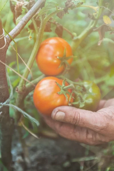 Mujeres manos cosechando tomates orgánicos frescos en su jardín en un día soleado. Granjero recogiendo tomates. Cultivo Vegetal. Concepto de jardinería — Foto de Stock
