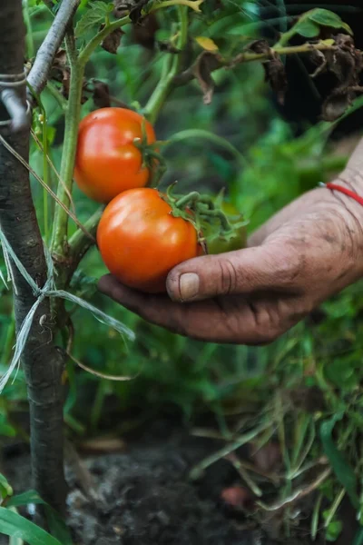 Жіночі руки збирають свіжі органічні помідори в її саду в сонячний день. Фермер збирає помідори. Рослинництво. Концепція садівництва — стокове фото