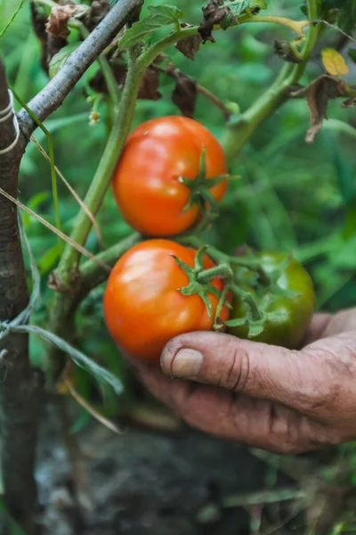 Mujeres manos cosechando tomates orgánicos frescos en su jardín en un día soleado. Granjero recogiendo tomates. Cultivo Vegetal. Concepto de jardinería — Foto de Stock