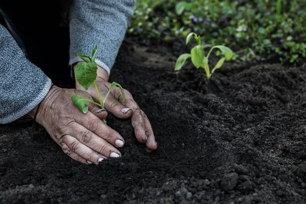 cropped female elderly hands plant a young plant of tomato seedlings in the ground. Concept, gardening, protection of young plants.