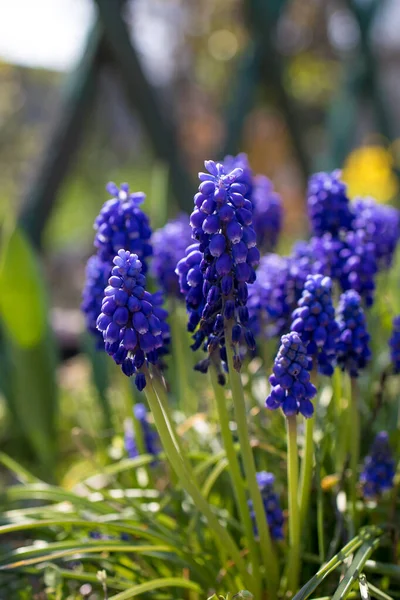 De eerste lentebloemen zijn blauwviolette muscari op een bloembed in de tuin op een zonnige dag. Close-up, selectieve focus. — Stockfoto