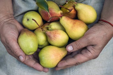 Elinde lezzetli, sulu, olgun armutlarla elinde önlükle doğranmış bir kadın. Üst görünüm, alanı kopyala.