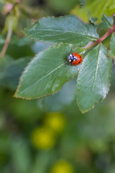 Insecte coccinelle marchant sur des feuilles vertes fraîches dans un champ de campagne, belle journée de printemps — Photo