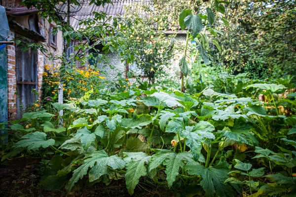 Evin önündeki bahçede büyük çalılar, kabak yaprakları ve balkabağı var.