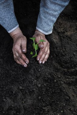 Kırpılmış yaşlı kadın elleri toprağa genç bir domates tohumu ekiyor. Kavram, bahçıvanlık, genç bitkilerin korunması.