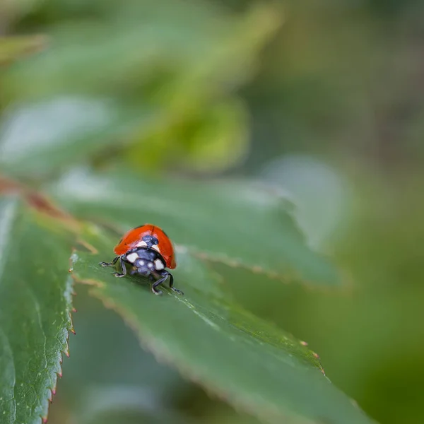 Marienkäfer auf frischen grünen Blättern auf dem Feld, schöner Frühlingstag — Stockfoto