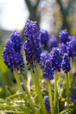İlk bahar çiçekleri, güneşli bir günde bahçede bir çiçek tarhında mavi-mor muscari 'dir. Yakın çekim, seçici odaklanma.