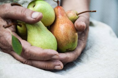 Kadınların elinde, lezzetli olgun armutlar. Üst görünüm, alanı kopyala.