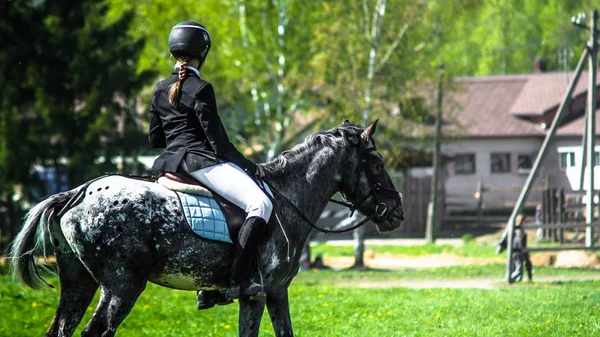 Black horse  at the races — Stock Photo, Image