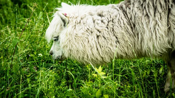 Lama blanca en la Carelia — Foto de Stock