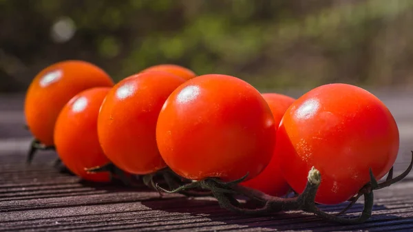 Kırmızı tomatoos güneşli bir gün