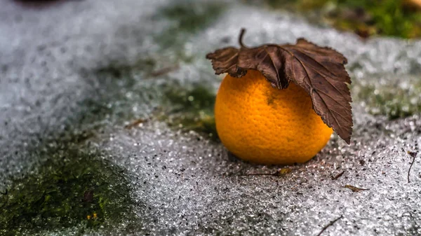 Frutta sull'erba verde — Foto Stock