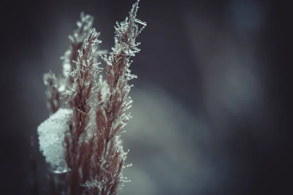 Oreja con nieve en invierno — Foto de Stock