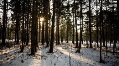 Peterhof kış manzarası