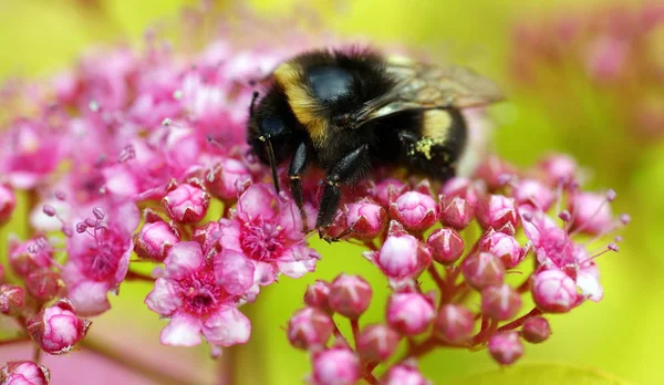 Hommel zittend op de bloem — Stockfoto