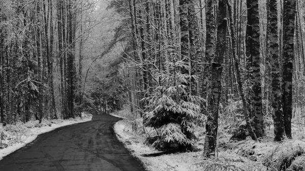 Дорога в зимнем лесу Стоковая Картинка