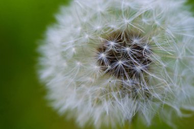 karahindiba saat sabah güneşi