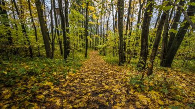 Bahar sarı ağaçlar