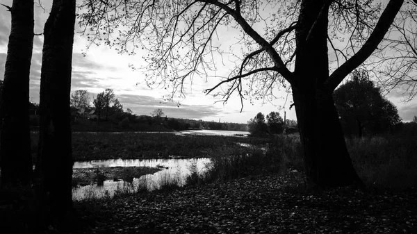 Primavera alberi gialli — Foto Stock