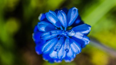 Güneşli bir günde çiçek