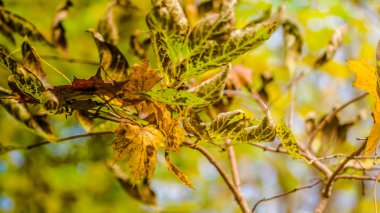 Dudergof, Dudergof 15 Ekim 2017 ağaçlarda bahar