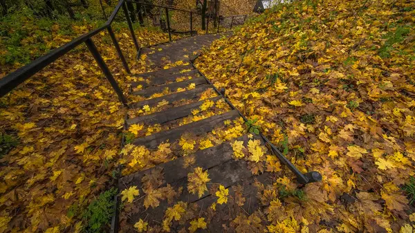 Frühlingsbäume Dudergof Dudergof Oktober 2017 — Stockfoto