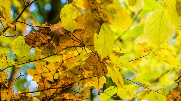 Alberi Primaverili Nel Dudergof Dudergof Ottobre 2017 — Foto Stock