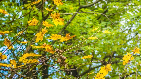 Весенние Деревья Дудергофе Дудергоф Октября 2017 — стоковое фото