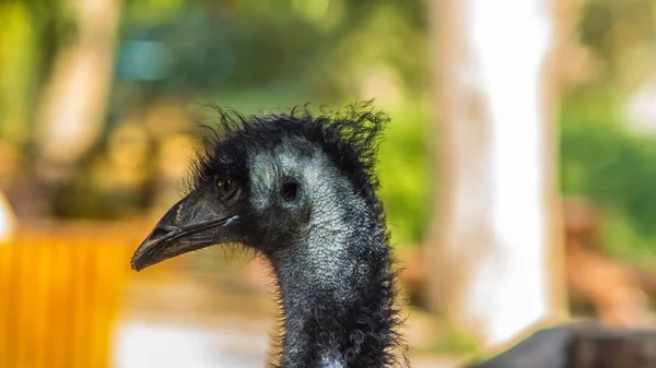 Ostrich Cuprys Zoo Limassol Cyprus August 2017 — Stock Photo, Image