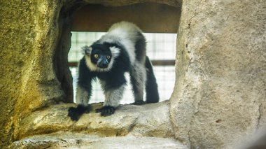 Hayvanat bahçesindeki hayvan