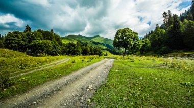Rocky Kanyon ağaçlarda