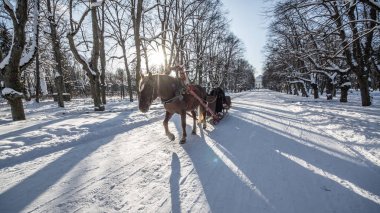 Atları Pavlovsk, St. Petersburg, Rusya Federasyonu - 21 Şubat 2018 kış güneş ışıkları