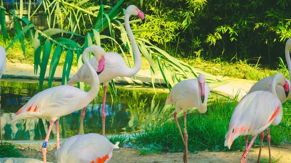 Flamenco Zoológico — Foto de Stock