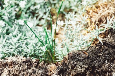 Bir ağaçta alyanslar