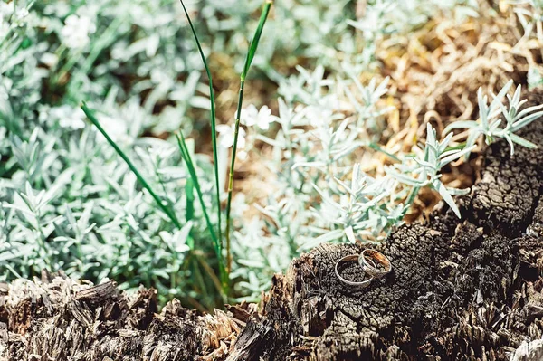 Fede nuziale su un albero — Foto Stock