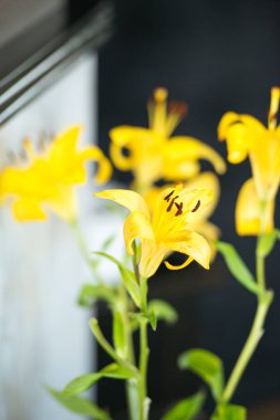 Güzel sarı Zambak çiçeği, basit arka plan üzerinde yumuşak beyaz çiçek. Boşaltmak