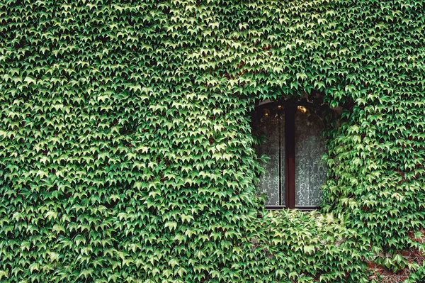 Window of an old house with wall overgrown by wild grapes — Stock Photo, Image
